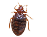Bed Bugs