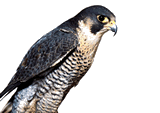 Falcon
