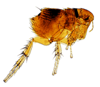 Fleas