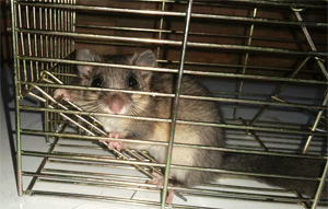 Glis Glis in Cage