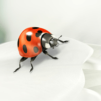 Ladybird