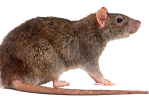 Rat Control