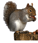 Squirrel