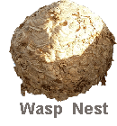 Wasp Nest